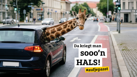 Giraffe blickt aus fahrendem Auto auf roten Fahrradstreifen