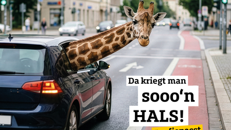 Giraffe blickt aus fahrendem Auto auf roten Fahrradstreifen